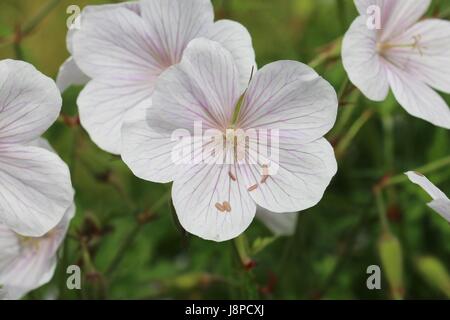 Grappe de fleurs rose pâle, géranium sanguin Geranium clarkei Cachemire blanc, Banque D'Images