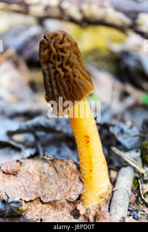 Forêt de champignons cueillette de morilles noires. Morchella conica. Banque D'Images