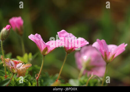 Fleurs de géranium de Cranesbill rose, géranium sanguineum, floraison sous le soleil du printemps ; vue latérale sur fond vert naturel. Banque D'Images