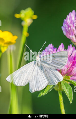 Papillon blanc, Weissling (Pieridae) près de Neuffen sur le Jura souabe. Banque D'Images