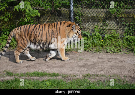 La stimulation en dehors de tigre Banque D'Images