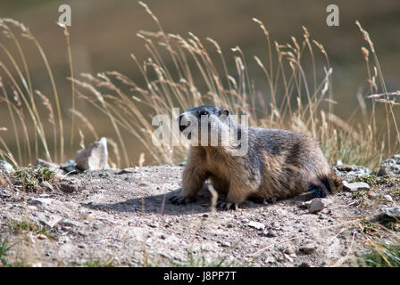 Animal, brown, brunâtres, brunette, Alpes, rongeur, peau, pré, nature, Marmot, Banque D'Images