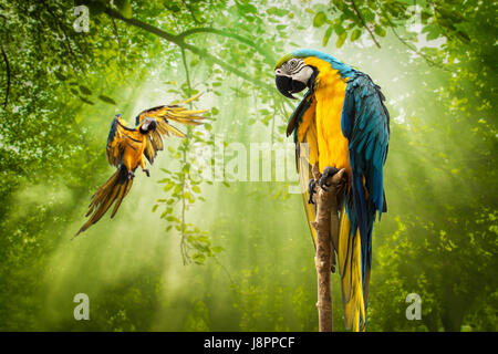 Or bleu Parrot debout sur Branch Banque D'Images