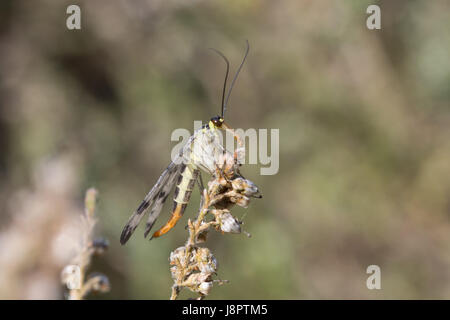 Close-up of fly (Panorpa communis scorpion) Banque D'Images