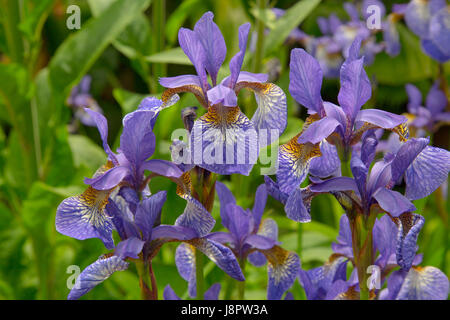 Iris de Sibérie (Iris sibirica) en bordure de fleurs Banque D'Images