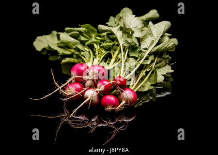 Petit jardin radis sur fond noir Banque D'Images