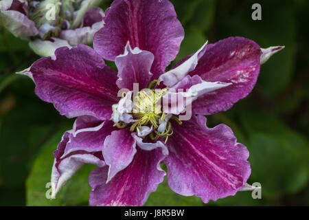 Fleur semi-double de la floraison au début de l'été jardin grimpeur, Clematis piilu petit canard Banque D'Images