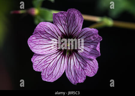 Gros plan de la fleur d'un mauve à rayures géranium cransebill dans le jardin au début de l'été Banque D'Images