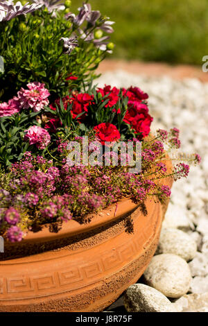 Des fleurs dans le pot sur la journée ensoleillée Banque D'Images
