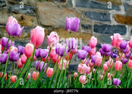 Tulipes violet et rose sur le campus de l'Université de Georgetown, Georgetown, Washington, DC, USA Banque D'Images