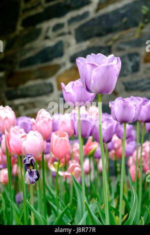 Tulipes violet et rose sur le campus de l'Université de Georgetown, Georgetown, Washington, DC, USA Banque D'Images