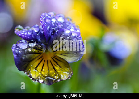 Violeta tricolore, humide avec la pluie. Bleu et jaune pansy, couvert de grandes gouttes de pluie délicatement équilibré. Banque D'Images