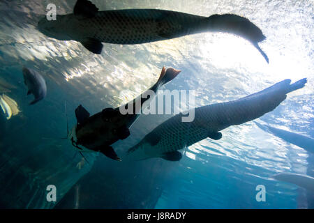 Haut-bas sous l'ossature d'un gros poisson-chat et poisson tarpon Banque D'Images