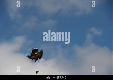 Un Harris Hawk en vol une attaque de songbird Banque D'Images