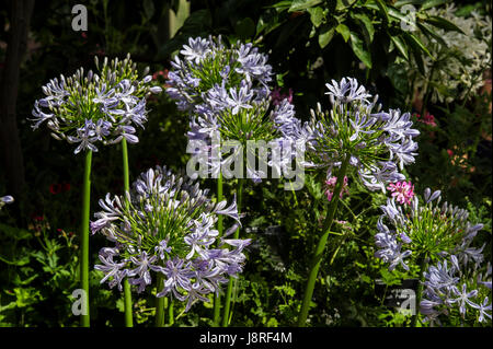 Agapanthus fleurs Banque D'Images