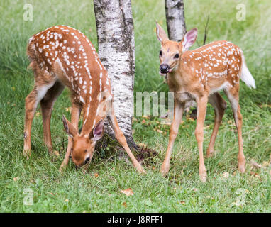 Whitetail deer fawn Banque D'Images