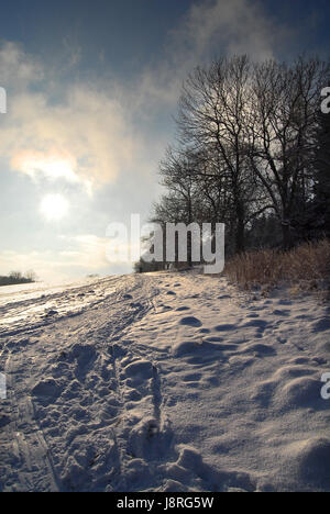 Arbre, arbres, hiver, Bavaria, sports d'hiver, ski, neige, éclat, brille, Banque D'Images