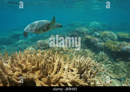 Un sous-marin tortue de mer verte nage sur un récif corallien sain avec des poissons, Nouvelle Calédonie, océan Pacifique sud Banque D'Images