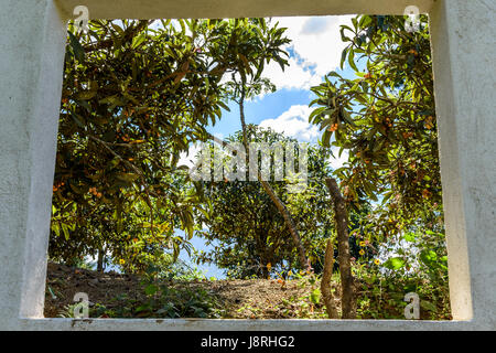 Voir à travers la vitre de loquat arbres dans les montagnes du Guatemala. localement appelé nispero. Banque D'Images