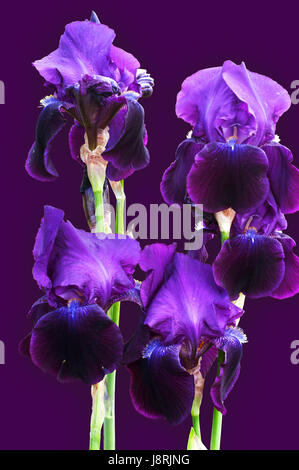 Un groupe de beaux Iris violet profond sur le fond violet Banque D'Images