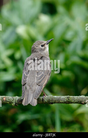 Étourneau sansonnet Sturnus vulgaris, également appelé l'étourneau sansonnet, juvénile, l'un de ces dernières années, les jeunes oiseaux Banque D'Images