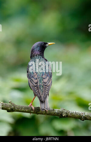 Étourneau sansonnet Sturnus vulgaris, également appelé l'étourneau sansonnet, homme oiseau avec un bec jaune qui a une base de gris bleu, également un oeil noir Banque D'Images