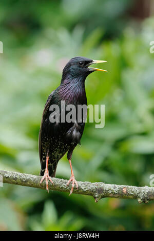 Étourneau sansonnet Sturnus vulgaris, également appelé l'étourneau sansonnet, homme oiseau avec un bec jaune qui a une base de gris bleu, également un oeil noir Banque D'Images