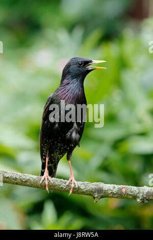 Étourneau sansonnet Sturnus vulgaris, également appelé l'étourneau sansonnet, homme oiseau avec un bec jaune qui a une base de gris bleu, également un oeil noir Banque D'Images