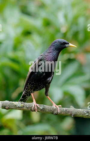 Étourneau sansonnet Sturnus vulgaris, également appelé l'étourneau sansonnet, homme oiseau avec un bec jaune qui a une base de gris bleu, également un oeil noir Banque D'Images