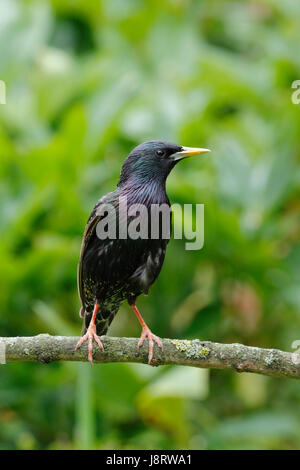 Étourneau sansonnet Sturnus vulgaris, également appelé l'étourneau sansonnet, homme oiseau avec un bec jaune qui a une base de gris bleu, également un oeil noir Banque D'Images