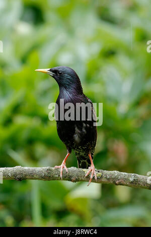 Étourneau sansonnet Sturnus vulgaris, également appelé l'étourneau sansonnet, homme oiseau avec un bec jaune qui a une base de gris bleu, également un oeil noir Banque D'Images