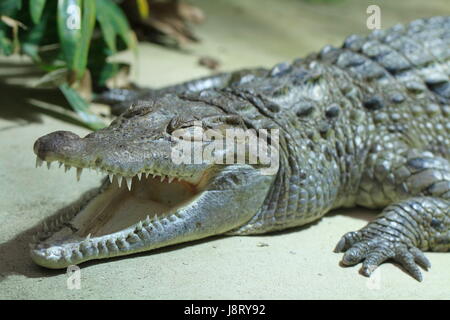 Reptile, crocodile, lézard, Armor, Nil, jambes, macro, close-up, macro Banque D'Images