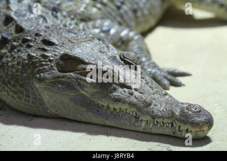 Reptile, crocodile, lézard, Armor, Nil, jambes, macro, close-up, macro Banque D'Images