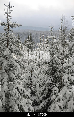 Arbre, arbres, hiver, neige, neige, forêt, tronc, arbre, arbres, hiver, tribus, Banque D'Images