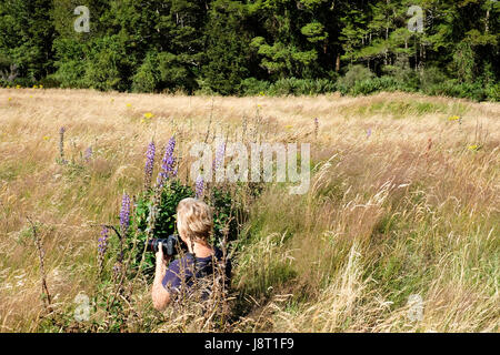 Femme photographe sur le terrain - Vallée d'Eglington Nouvelle-Zélande Banque D'Images