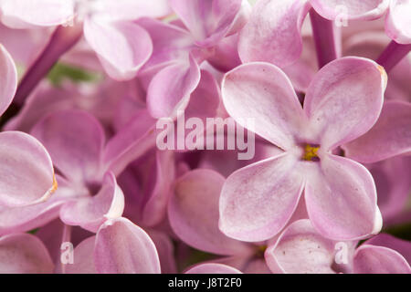 Belle délicatesse printemps fleurs lilas. Banque D'Images