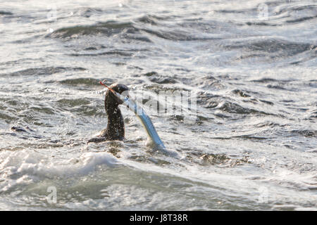 Cormoran capture d'un poisson dans l'eau près de Manly Beach Sydney Australie Banque D'Images