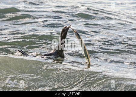 Cormoran capture d'un poisson dans l'eau près de Manly Beach Sydney Australie Banque D'Images