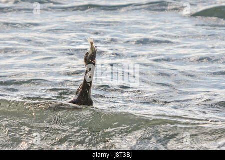 Cormoran capture d'un poisson dans l'eau près de Manly Beach Sydney Australie Banque D'Images