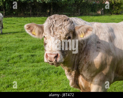 Taureau Charolais sur un pâturage à Bothel, Niedersachsen, Allemagne. Banque D'Images