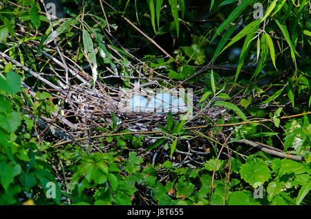 Oeufs bleu du petit héron reste dans nid de rookery sur l'île de Hilton Head, Caroline du Sud. Banque D'Images