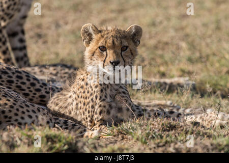 Cheetah cub resting, Tanzanie Banque D'Images