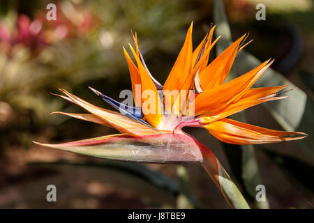 Oiseau de paradis Hawaïen fleur Banque D'Images