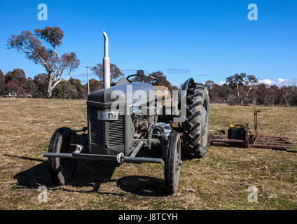 Little Grey Fergie le tracteur dans le champ, avec ciel bleu Banque D'Images