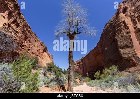 Symétrie naturelle du paysage d'arbres isolé. Sentier de randonnée Burr Gulch Blue Sky. Escalante Staircase Desert National Monument, Utah États-Unis Banque D'Images