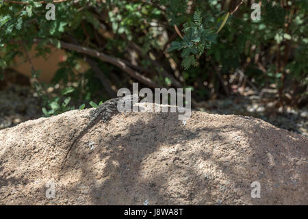 Clark's (lézard épineux Sceloporus clarkii) on rock Banque D'Images