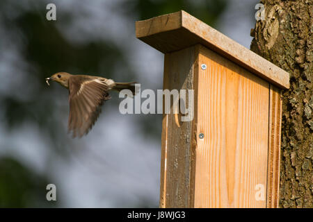 Moucherolle pie européenne femelle laissant birdhouse Banque D'Images