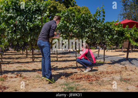 Les touristes, couple, Pinot noir, vignoble vigne Martin Ray Vineyards and Winery, Santa Rosa, Russian River Valley, Sonoma County, Californie Banque D'Images