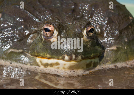 BULLFROG Pyxicephalus adspersus africains. head Voir détails du visage y compris. Banque D'Images