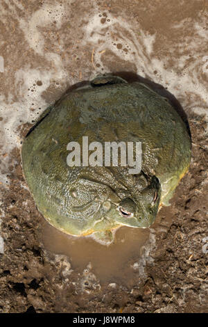 BULLFROG Pyxicephalus adspersus africains Banque D'Images